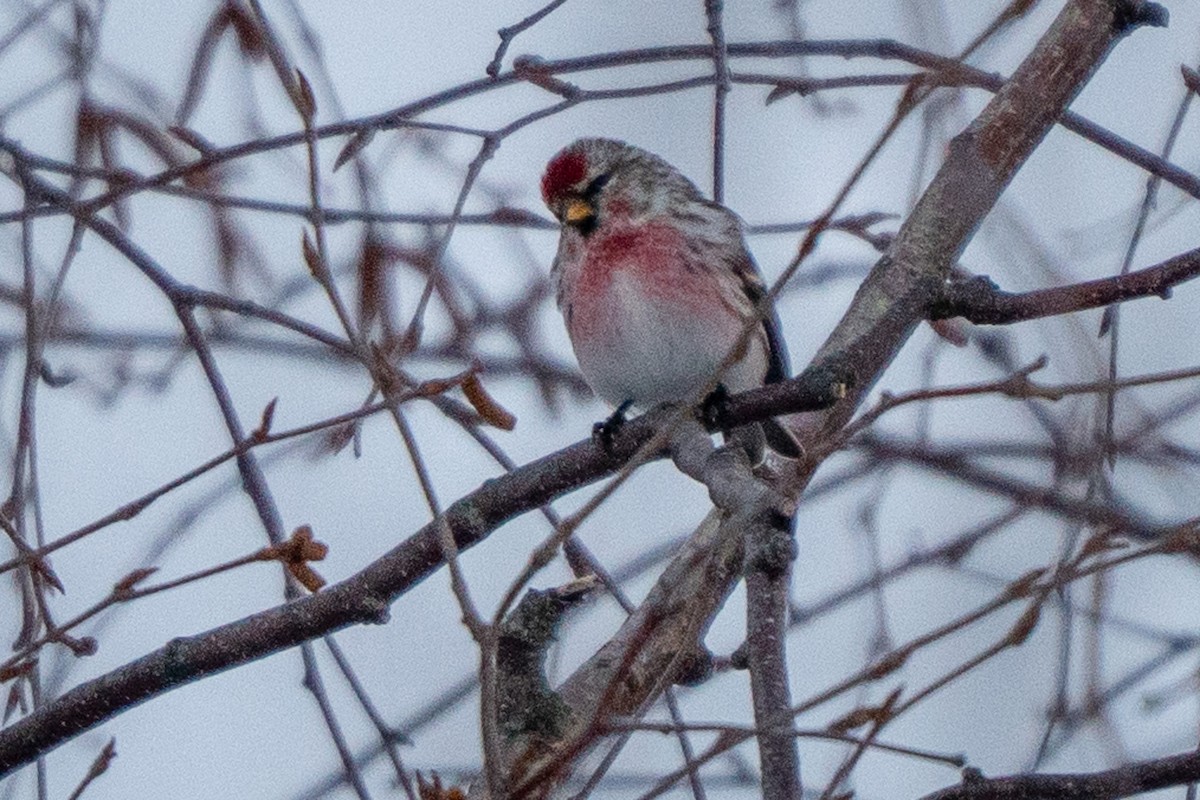 čečetka zimní - ML652283738