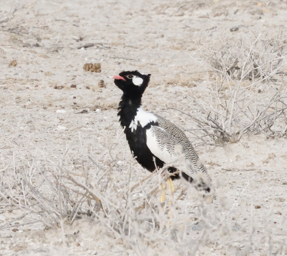 Белокрылый корхан - ML652283884