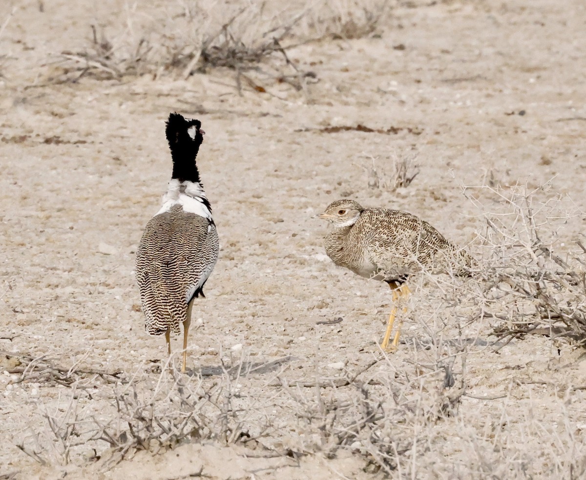 Белокрылый корхан - ML652283886