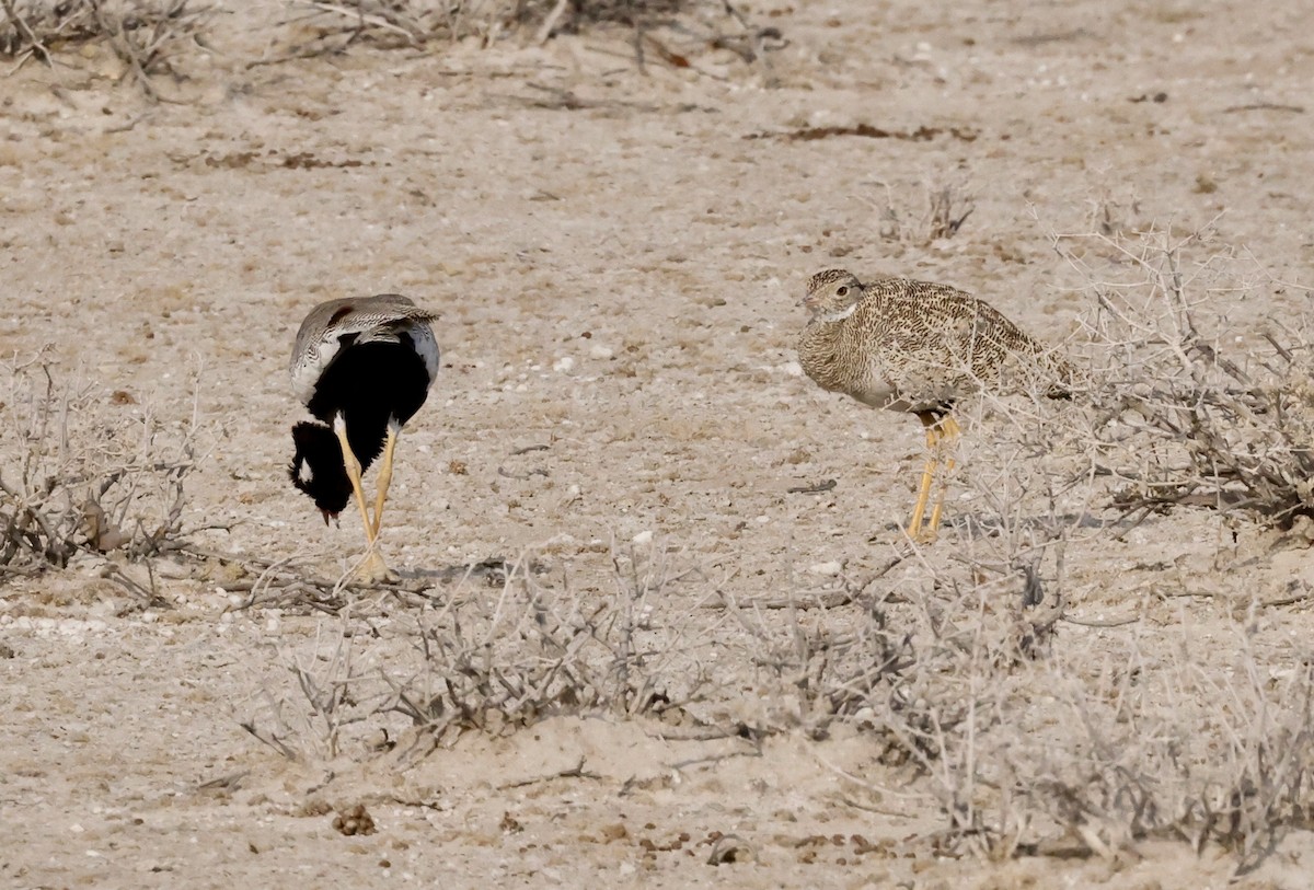 Белокрылый корхан - ML652283887