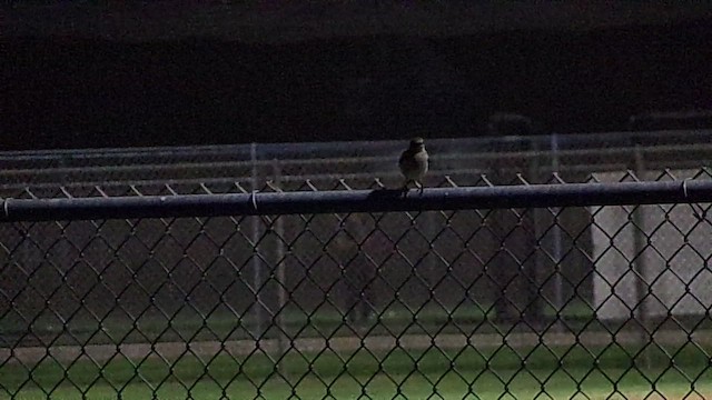 Northern Mockingbird - ML652283983