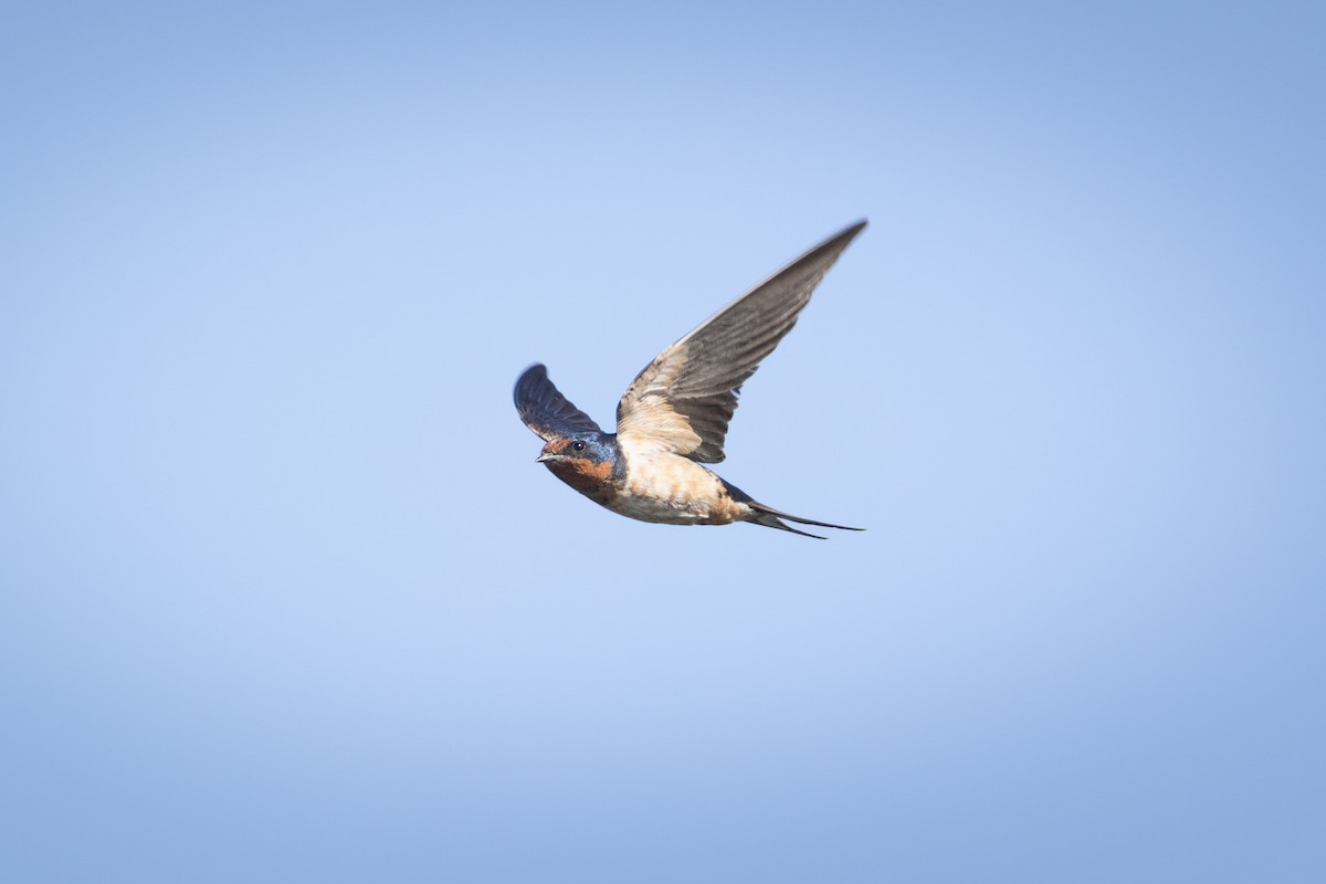 Golondrina Común - ML652284075