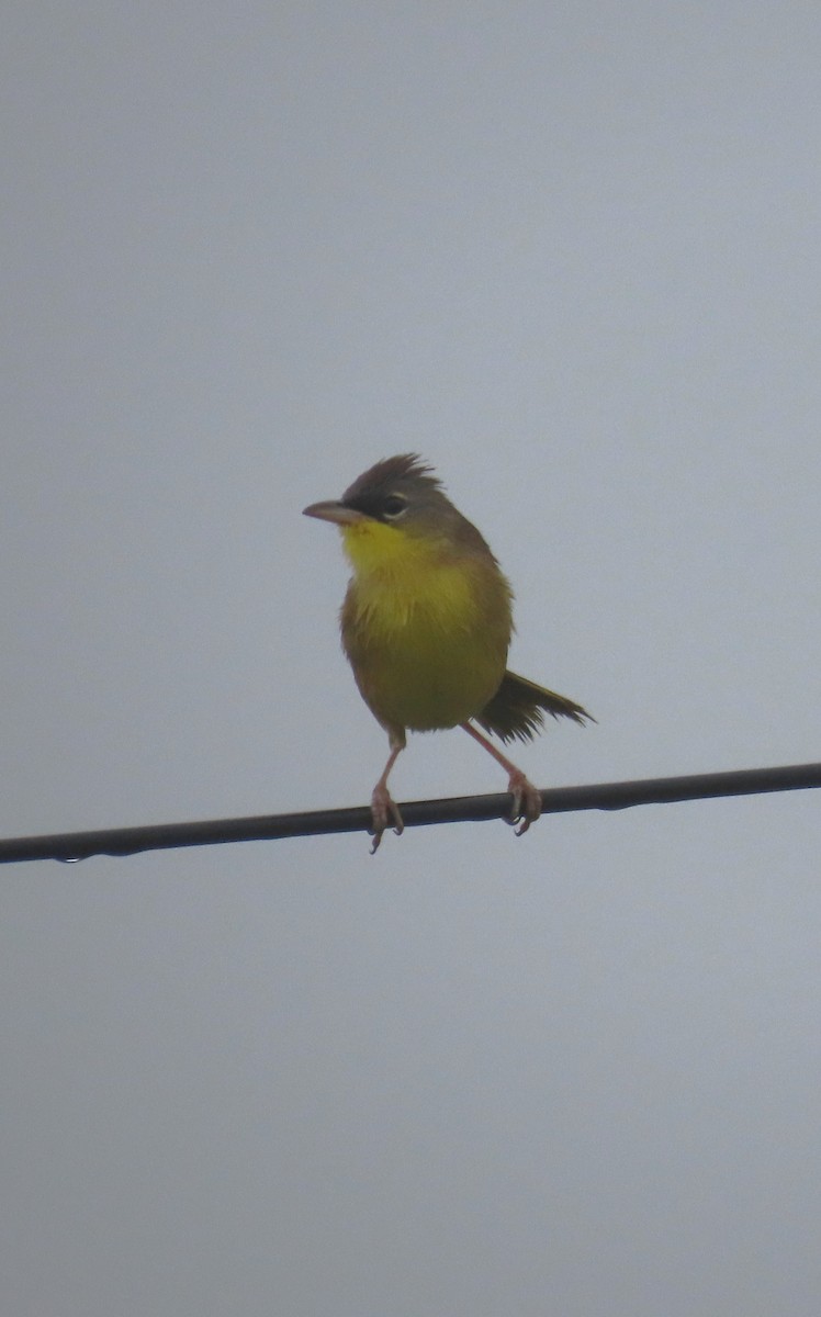 Gray-crowned Yellowthroat - ML652284077