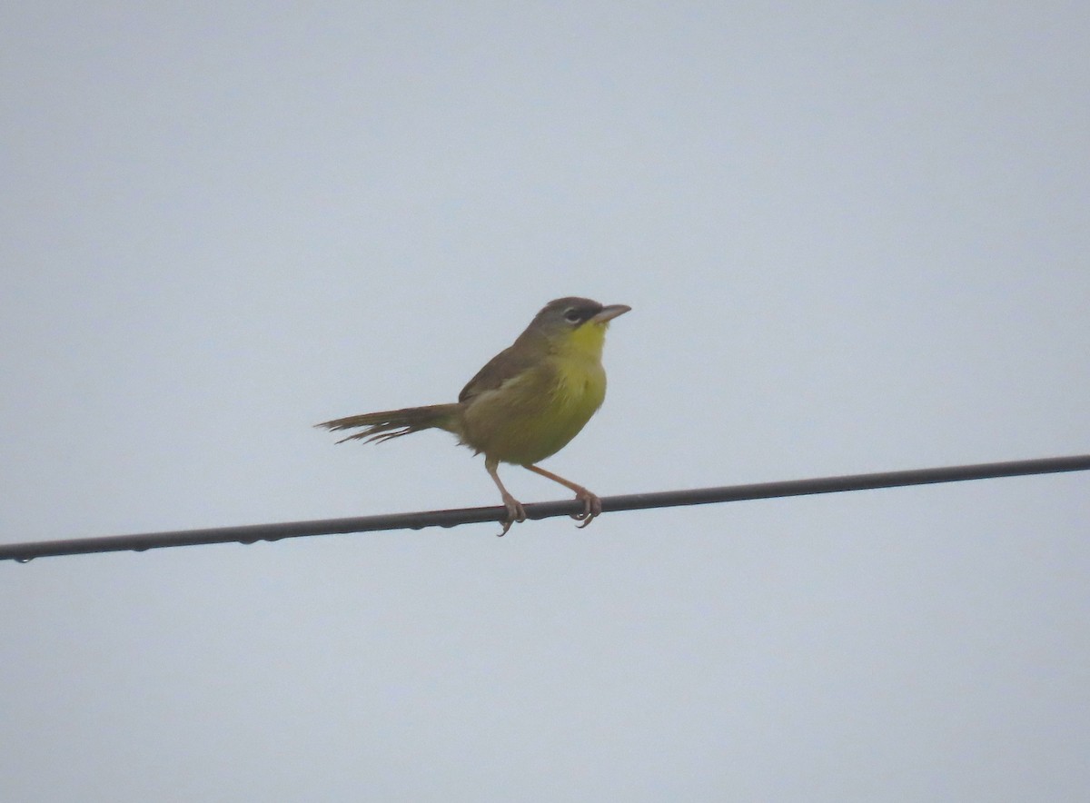 Gray-crowned Yellowthroat - ML652284078