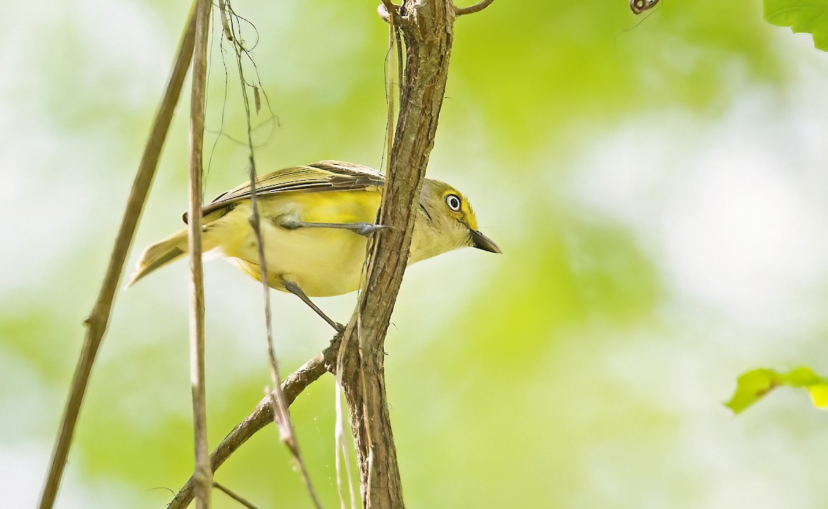 White-eyed Vireo - ML652284079