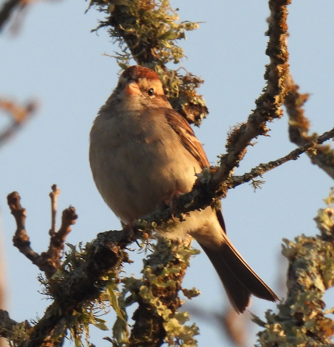 Chipping Sparrow - ML652284080