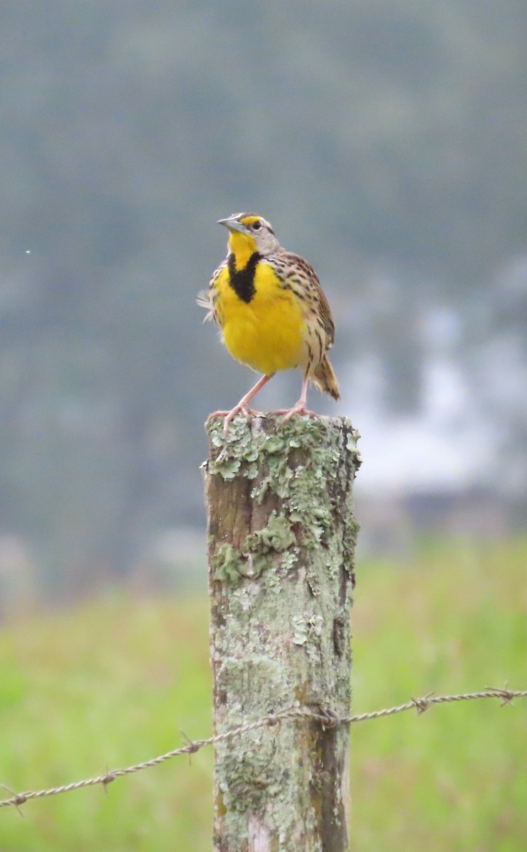 Eastern Meadowlark - ML652284250