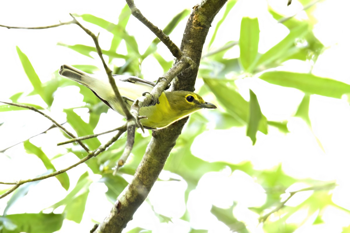 Yellow-throated Vireo - ML652284296