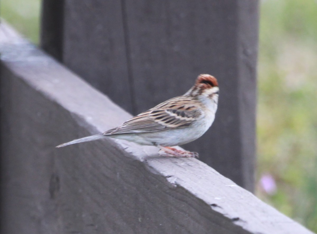 Chipping Sparrow - ML652284498
