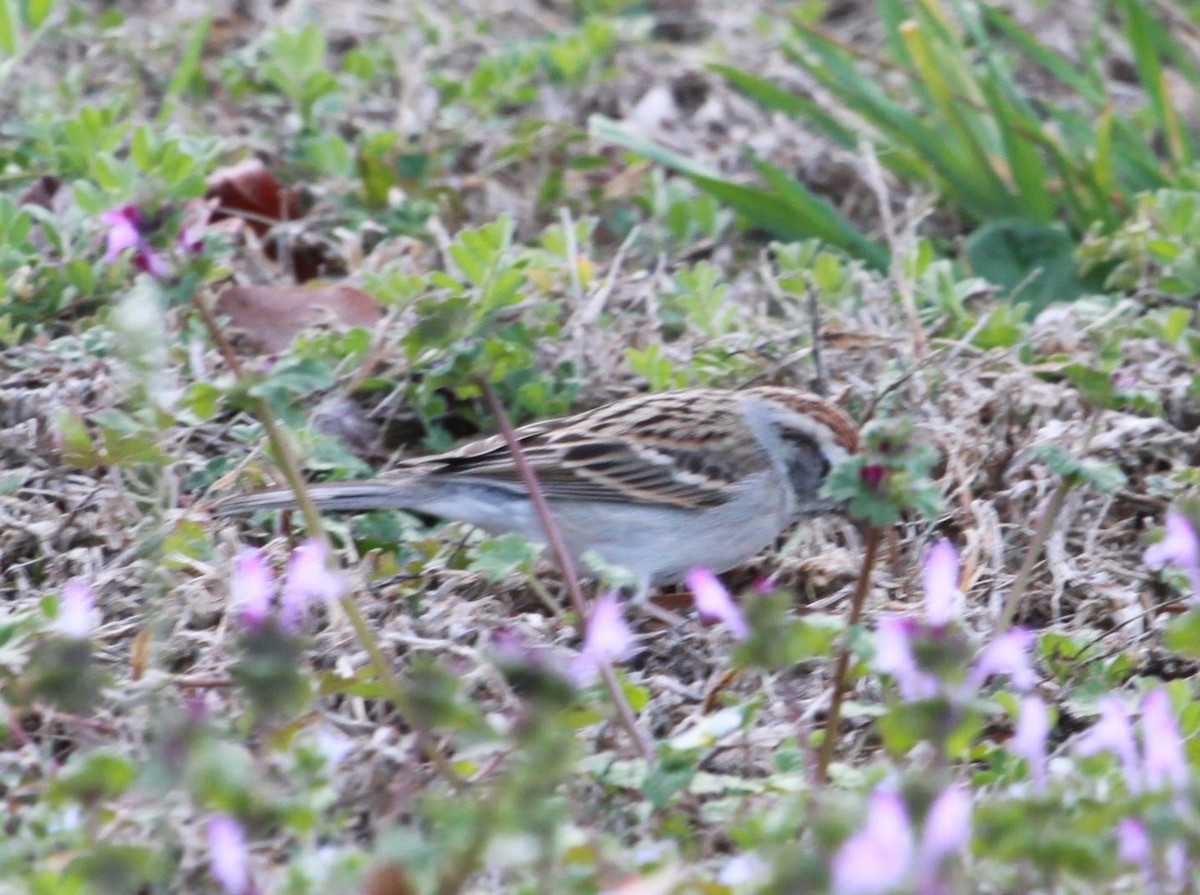Chipping Sparrow - ML652284499