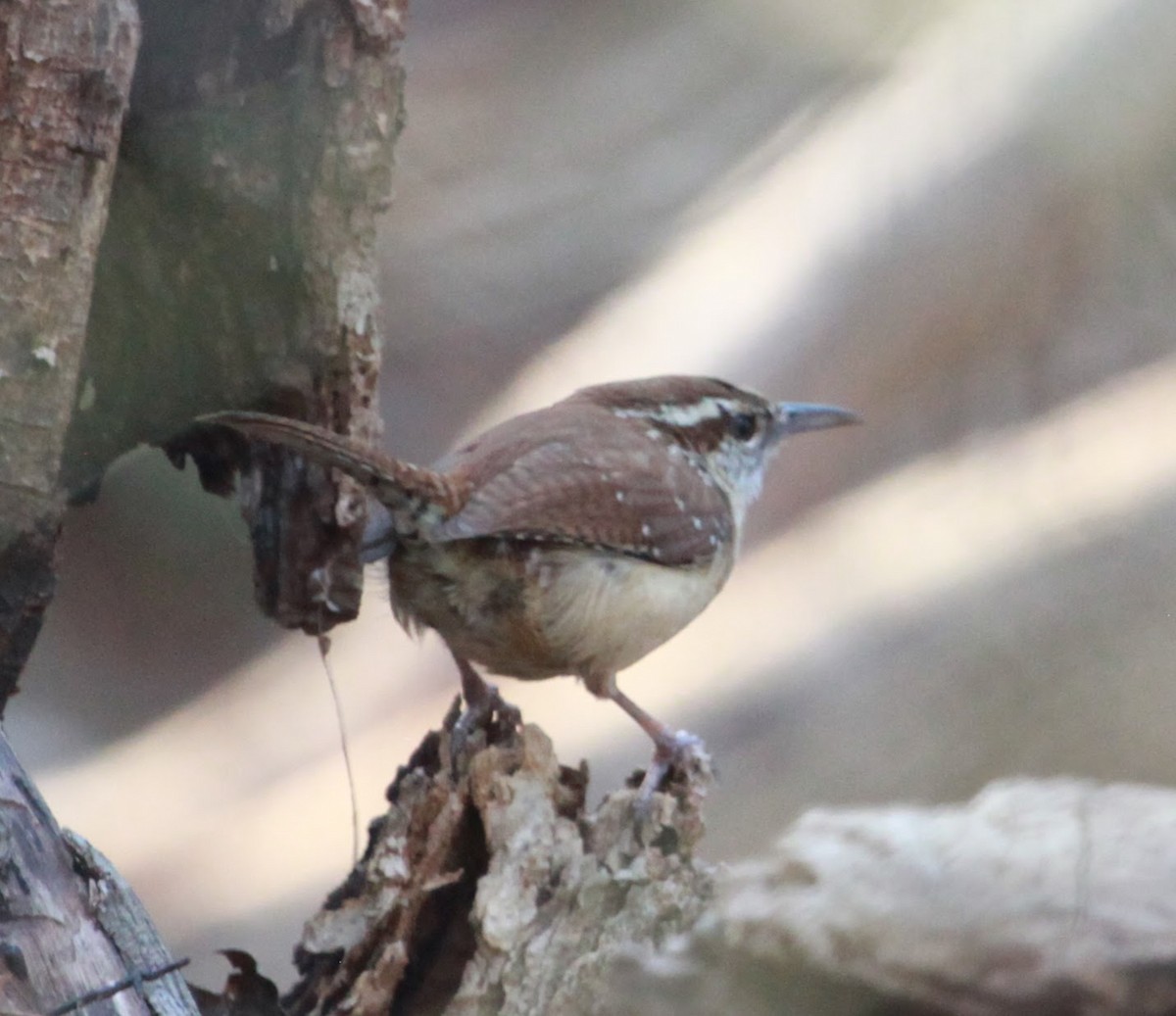 Каролинский крапивник - ML652284742