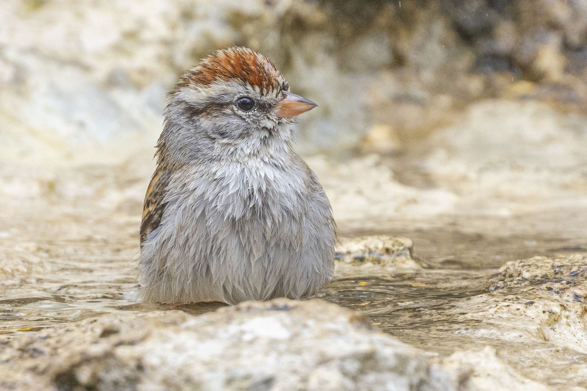 Chipping Sparrow - ML652285072