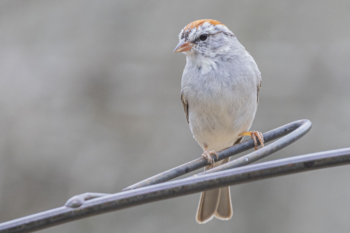 Chipping Sparrow - ML652285073