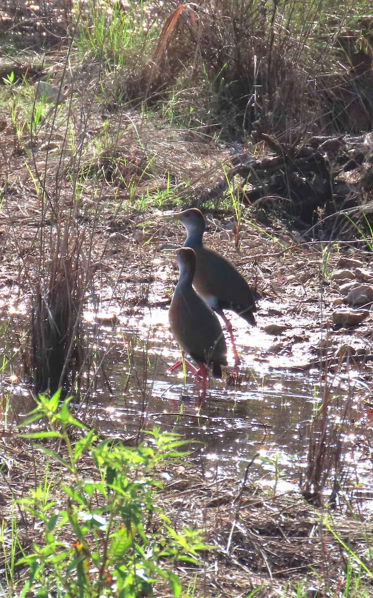 Russet-naped Wood-Rail - ML652285205