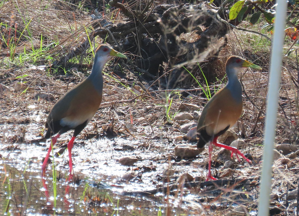Russet-naped Wood-Rail - ML652285206