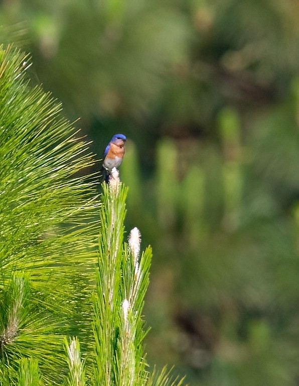 Eastern Bluebird - ML652285302