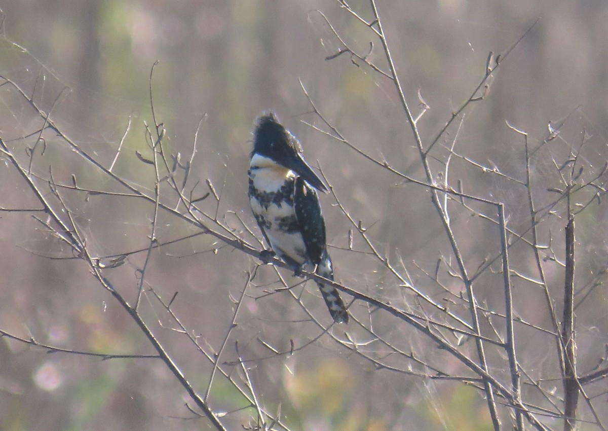 Green Kingfisher - ML652285369