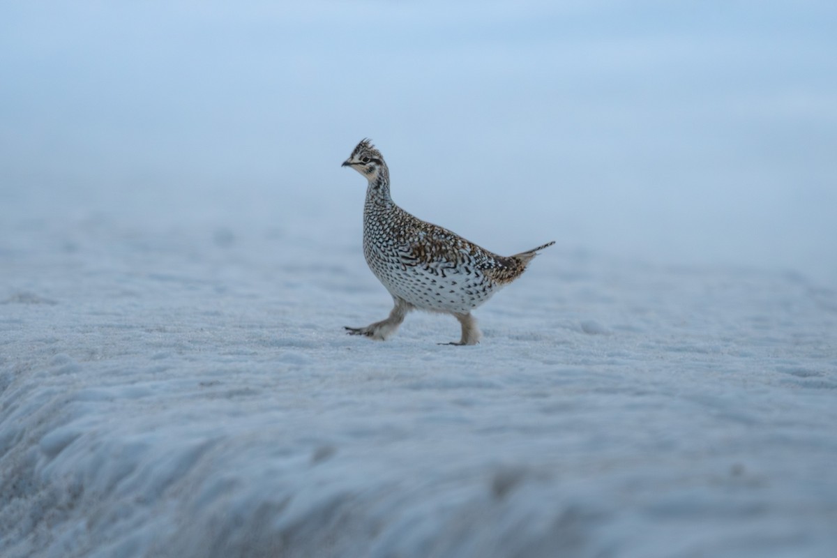 tetřívek ostroocasý - ML652285504