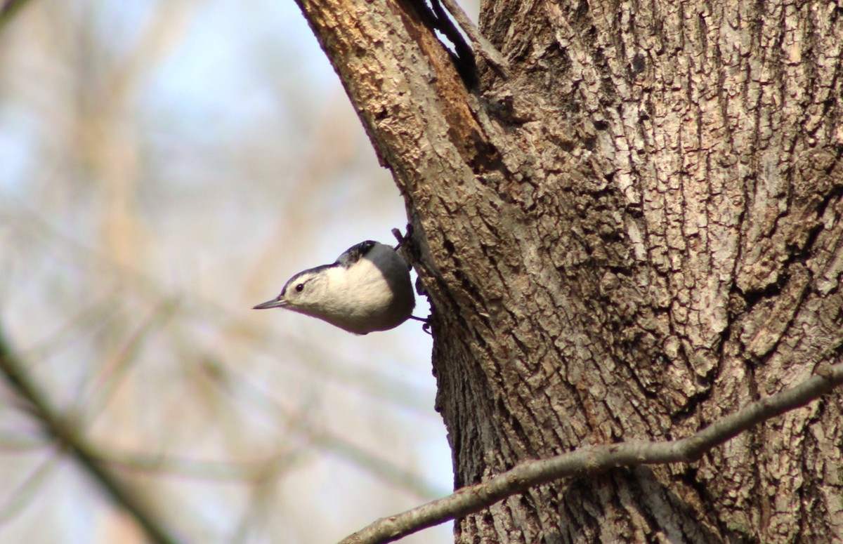 White-breasted Nuthatch - ML652285576