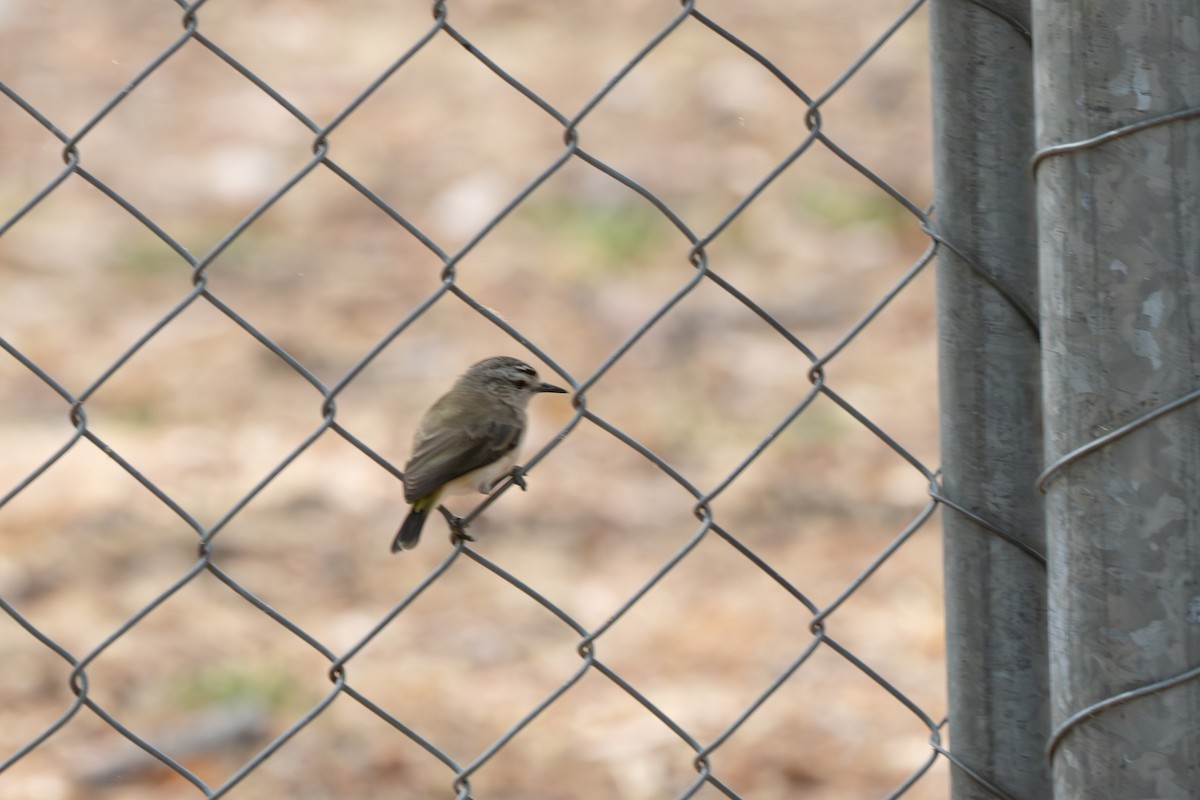 Acantiza Culigualda - ML652285599