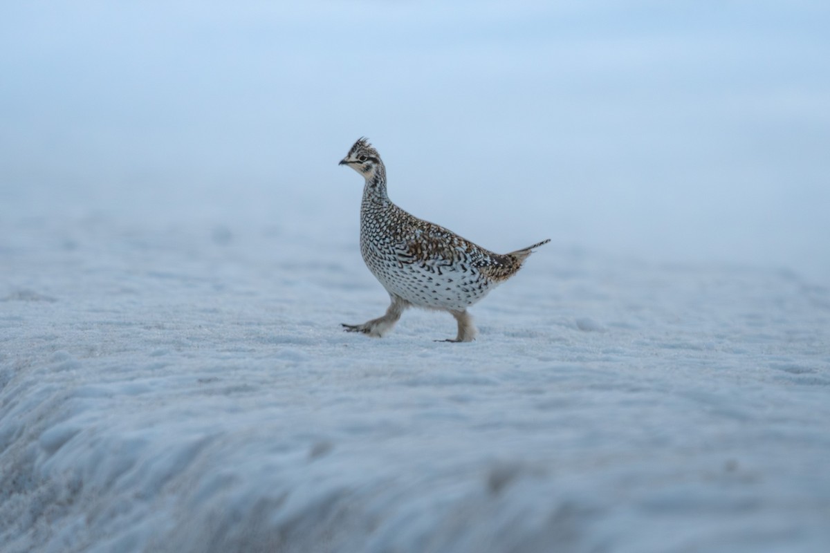 tetřívek ostroocasý - ML652285774