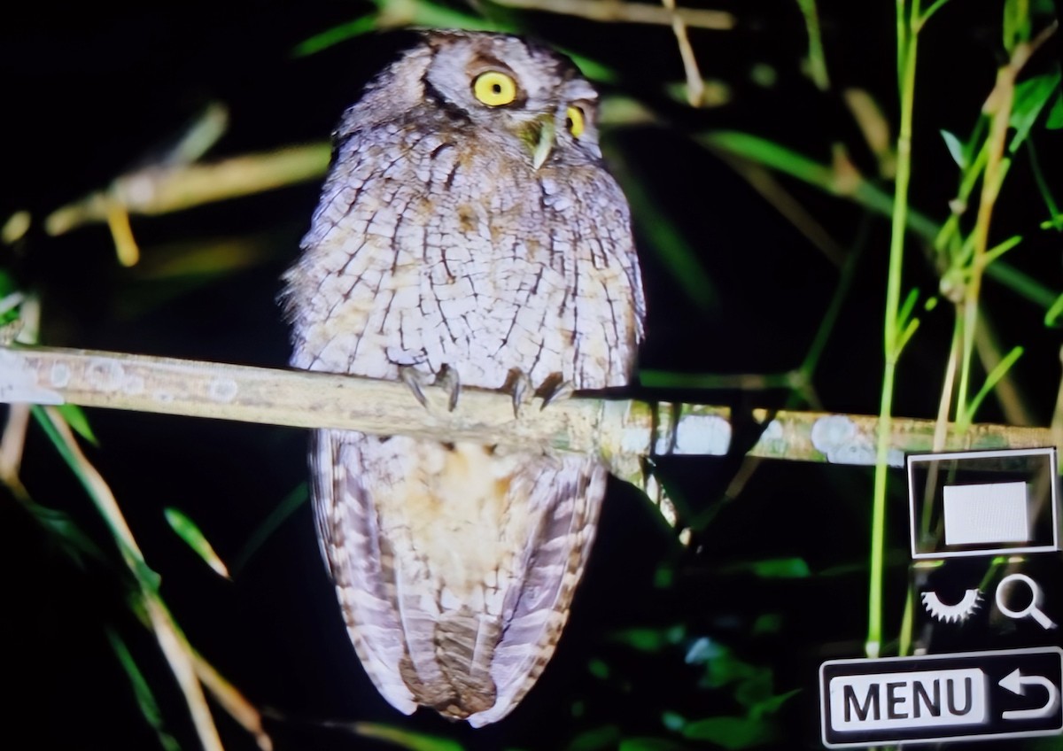 Южноамериканская совка - ML652285857