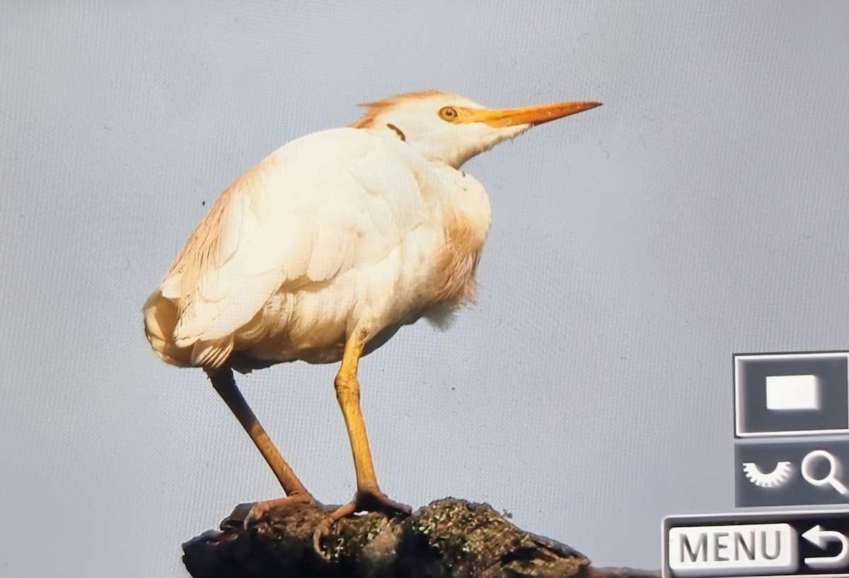 Египетская цапля - ML652285897