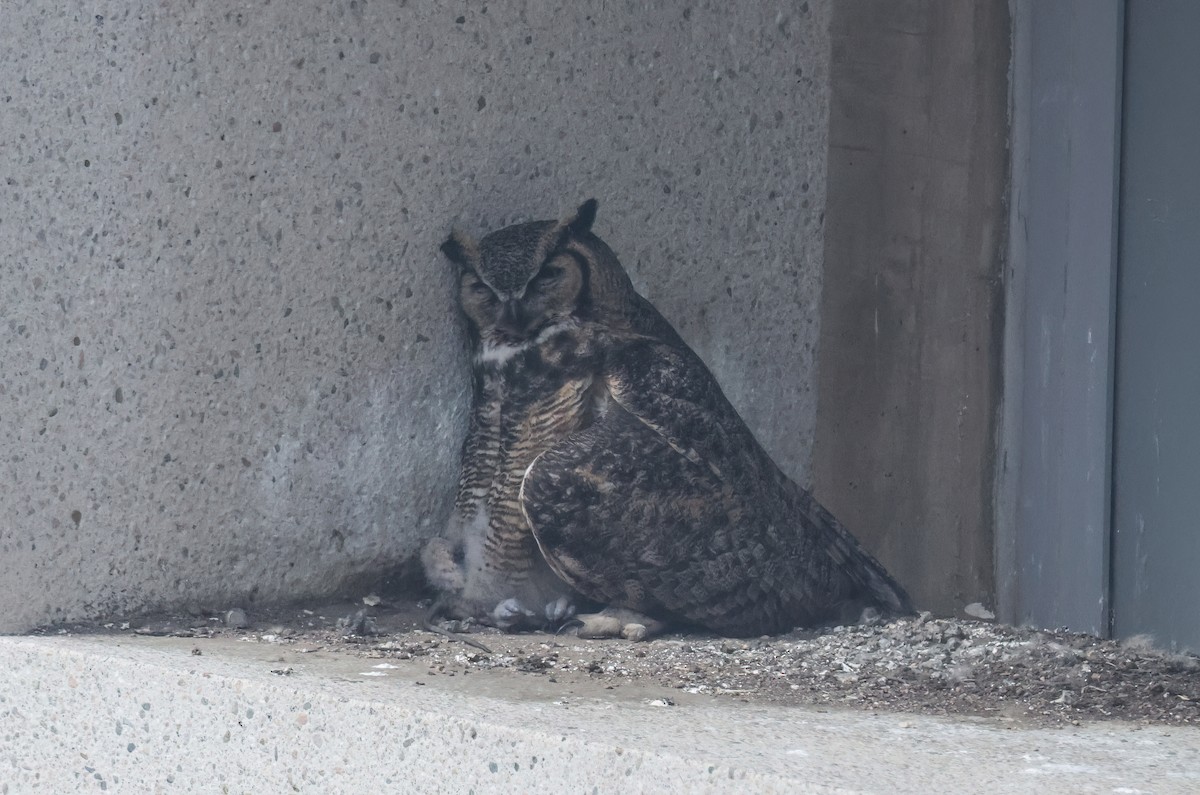 výr virginský - ML652285899