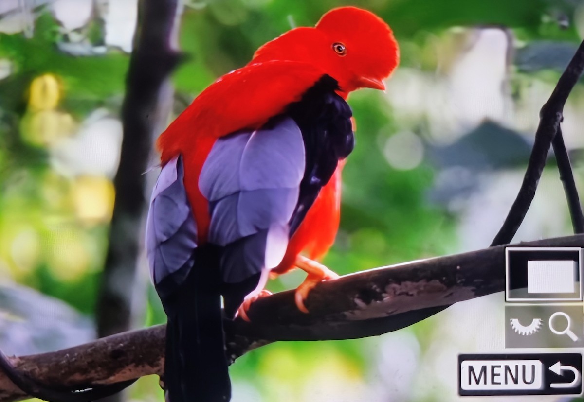 Андский скальный петушок - ML652285900