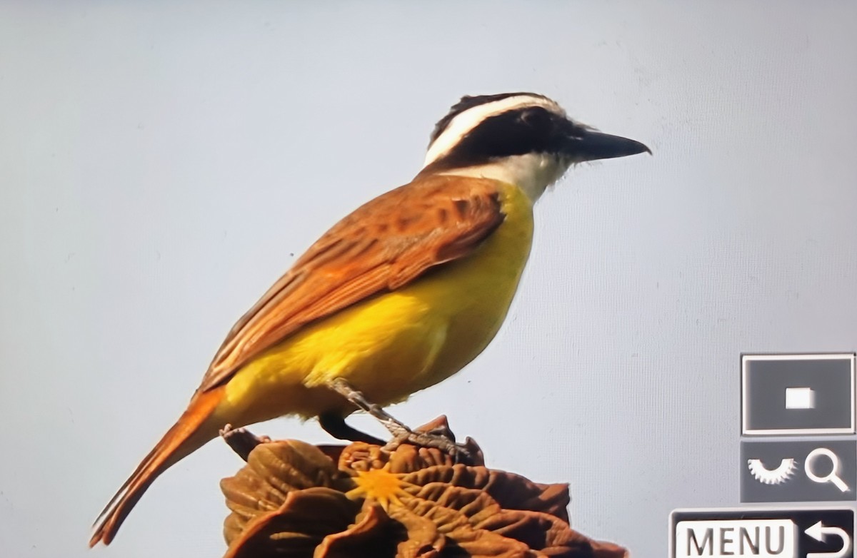 Большой бентеви, кискади - ML652285911