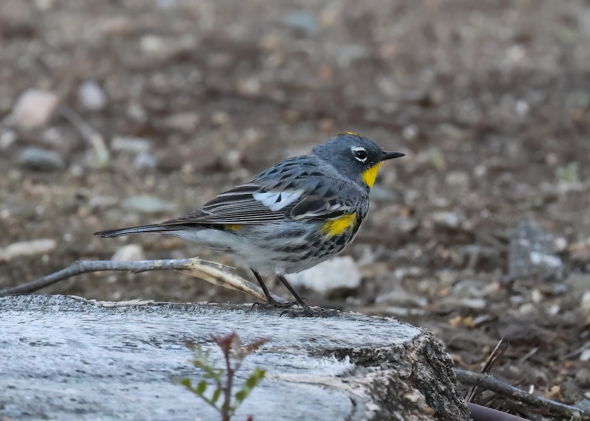 lesňáček žlutoskvrnný (ssp. auduboni) - ML652285914