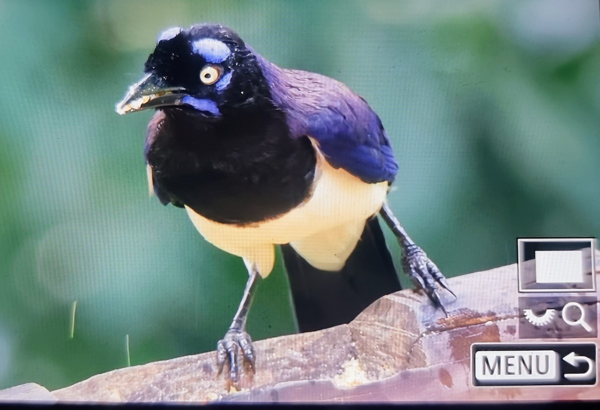 Черногрудая сойка - ML652285916