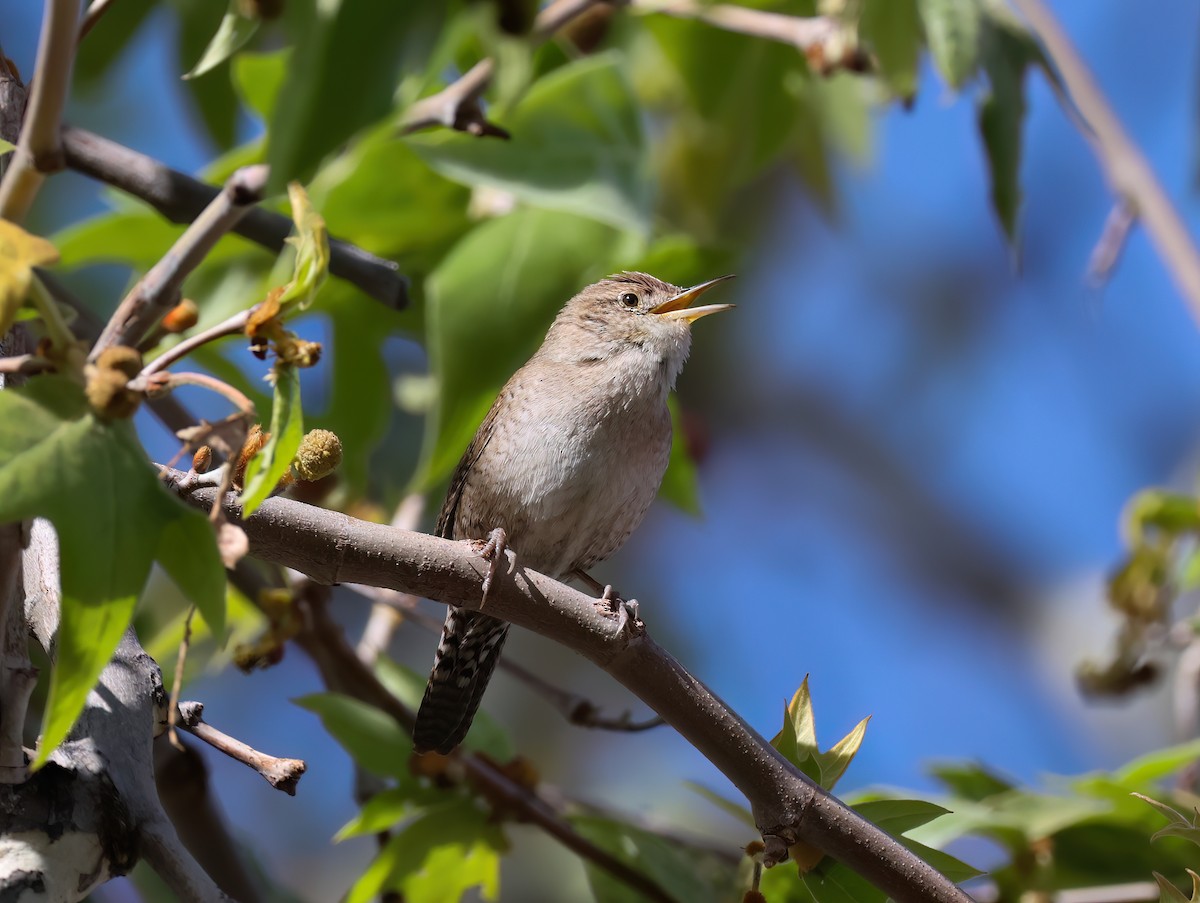 střízlík zahradní - ML652285922