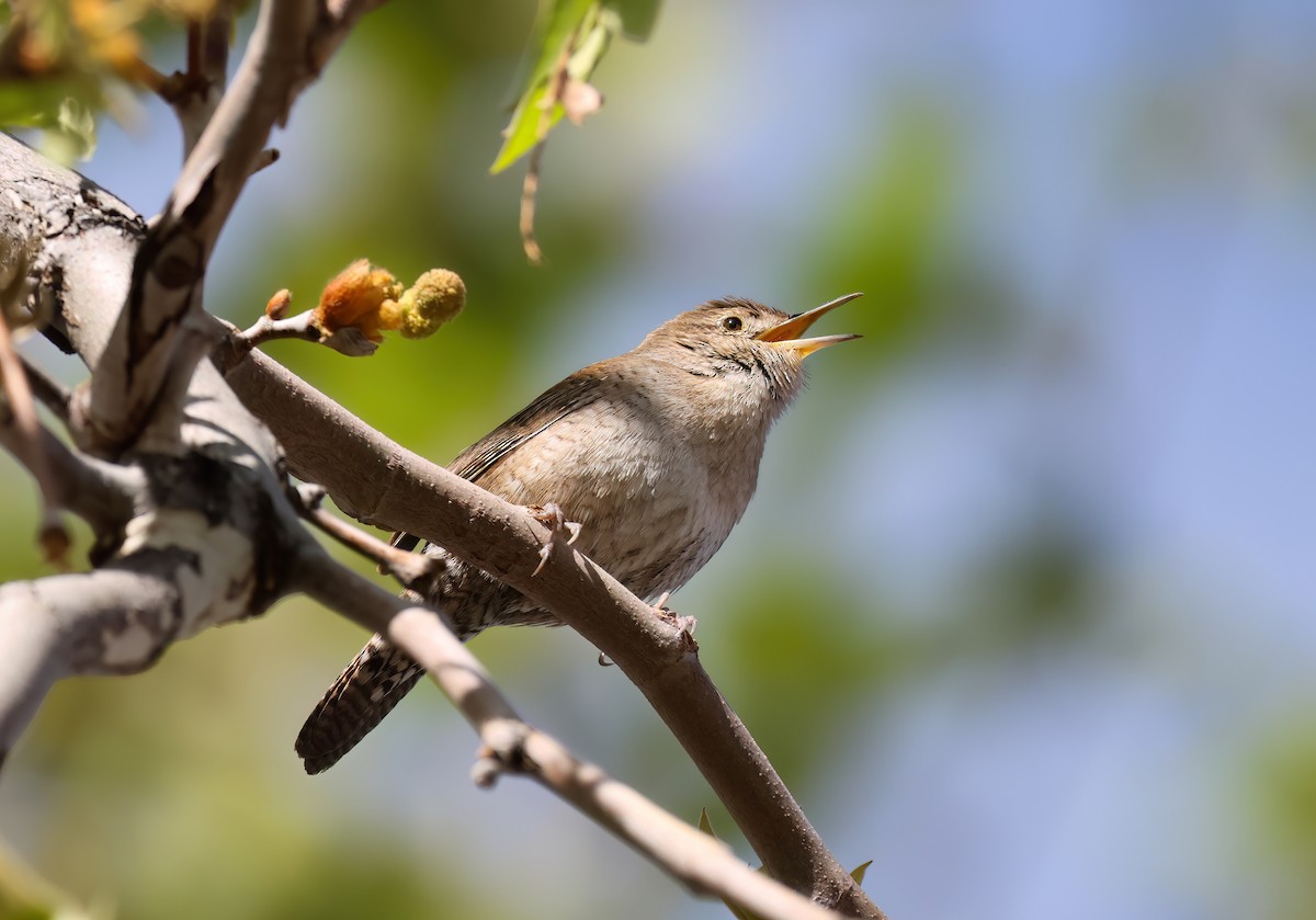 střízlík zahradní - ML652285923