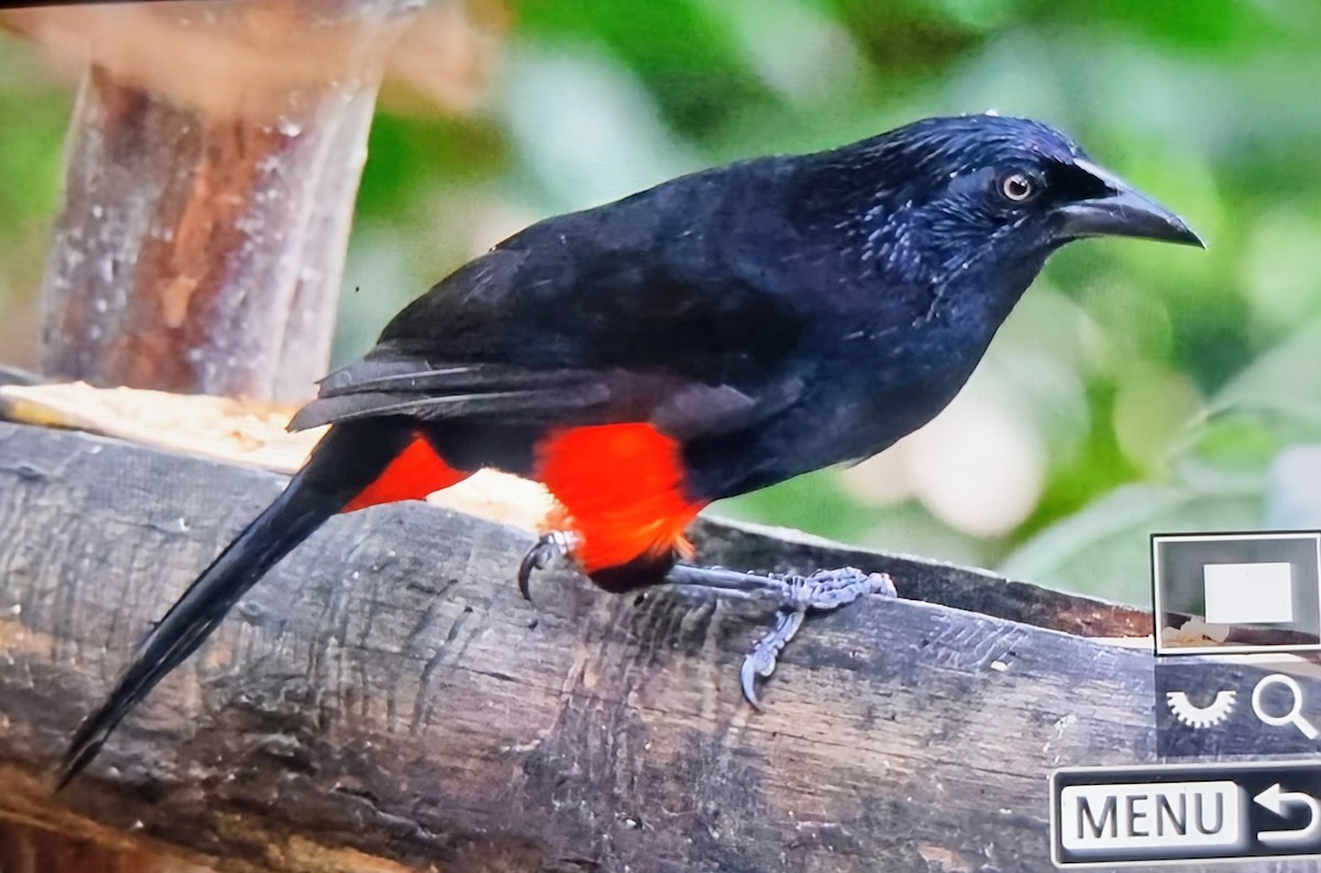 Краснобрюхий гракл - ML652285924