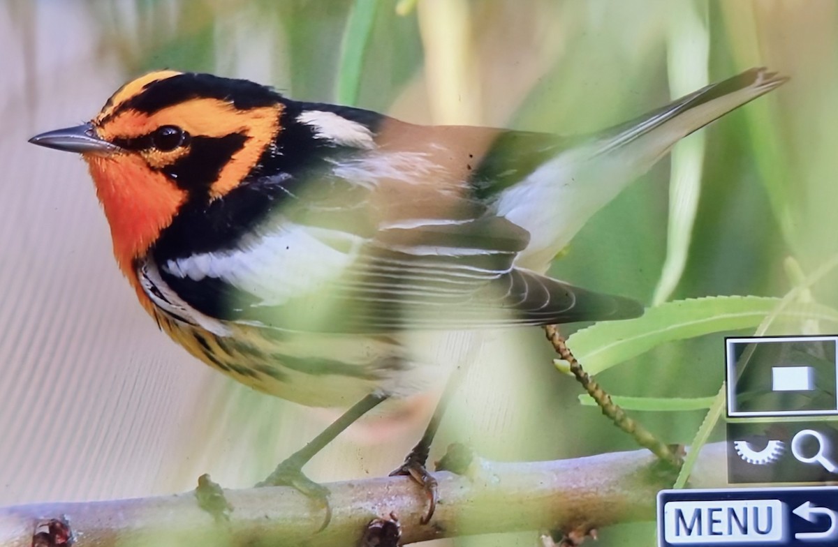 Еловая древесница - ML652285936