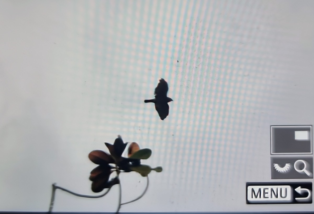 Ширококрылый канюк (platypterus) - ML652285959