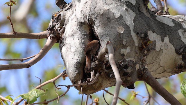 střízlík zahradní - ML652285960