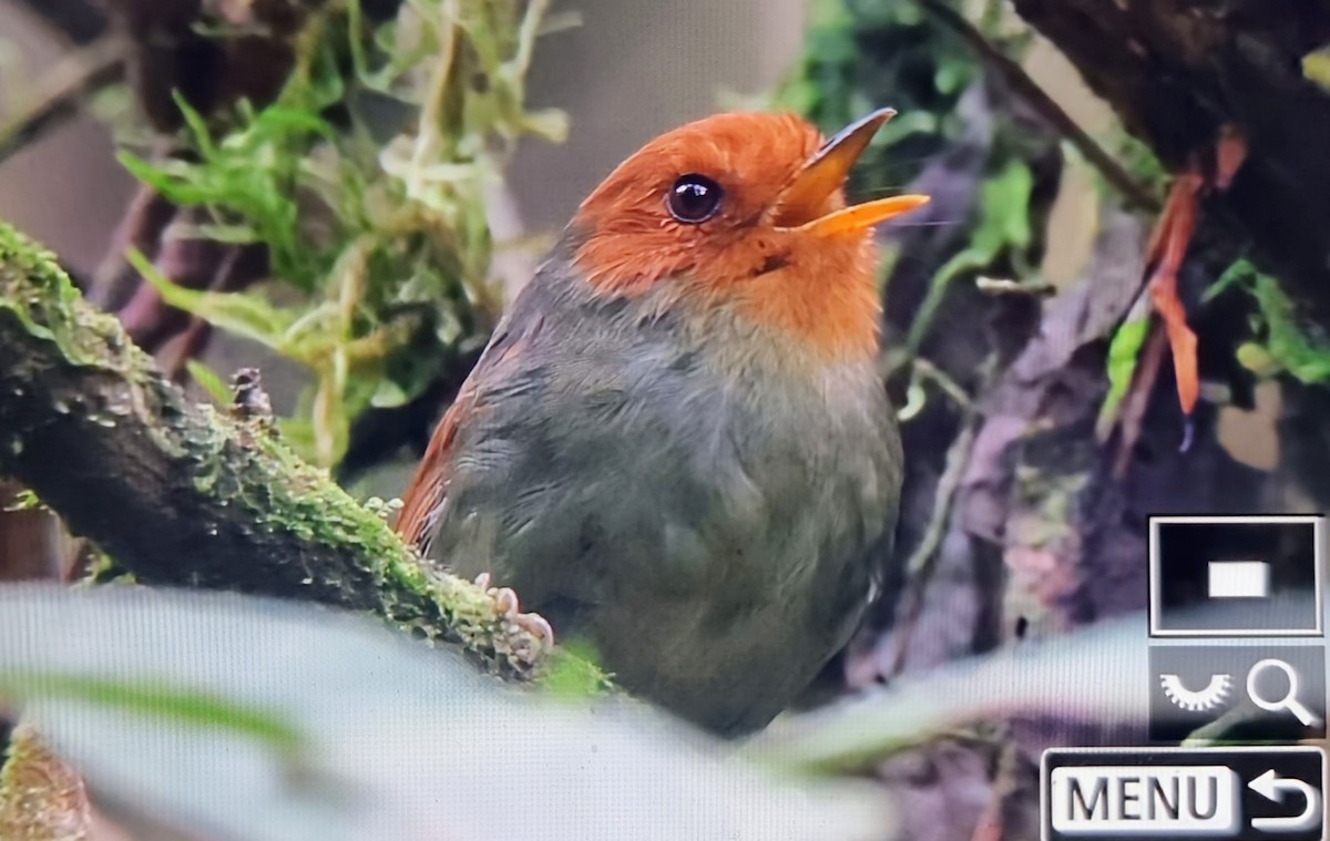 Рыжеголовый каполего - ML652285969