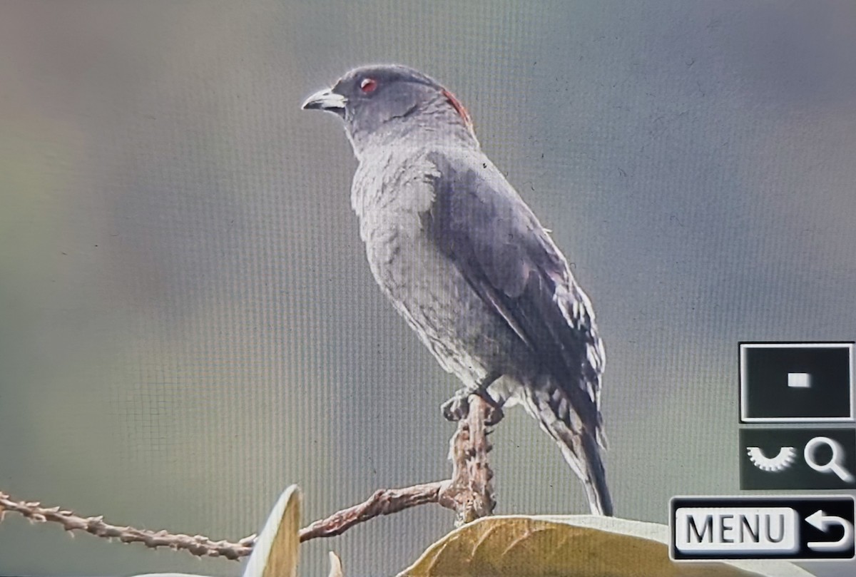 Свиристелевая котинга - ML652285985