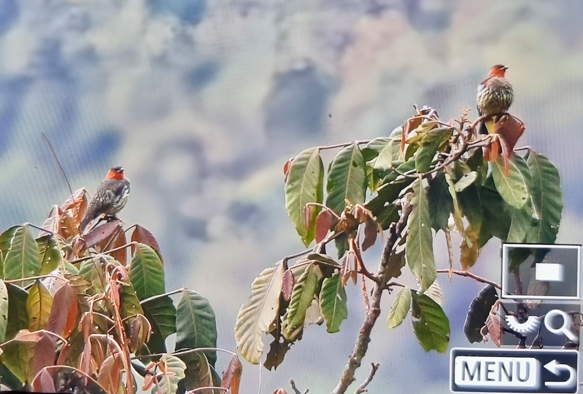 Каштановохохлая котинга - ML652285989