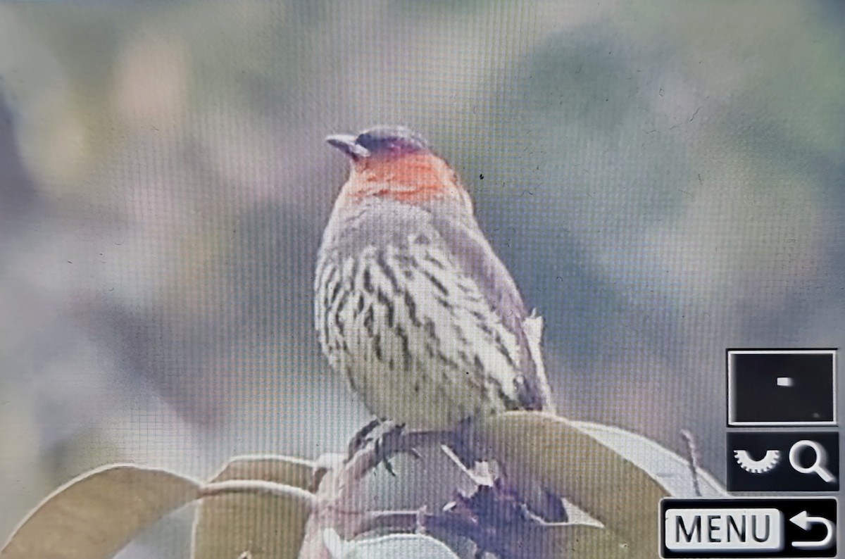 Каштановохохлая котинга - ML652285992