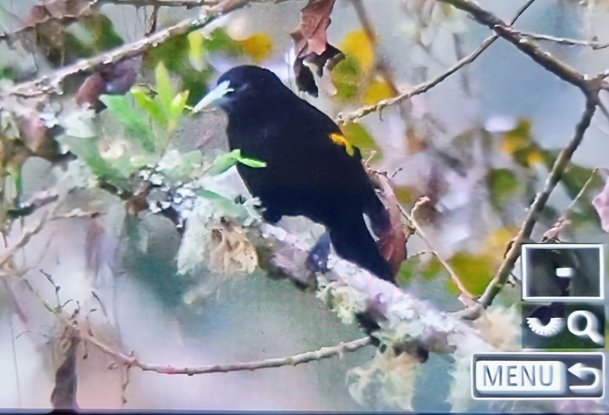 Жёлтоспинный кассик (leucoramphus/peruvianus) - ML652285995