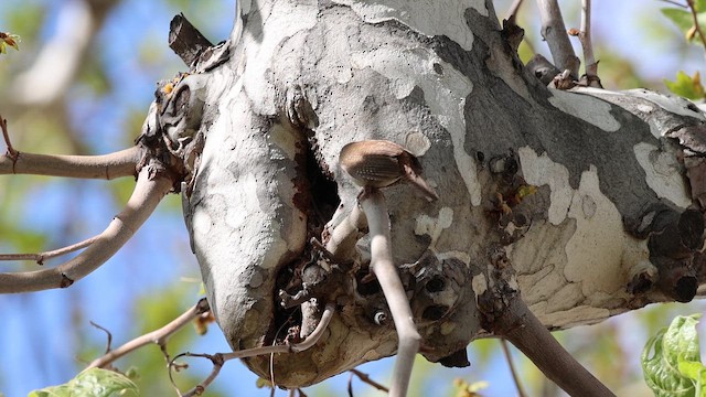 střízlík zahradní - ML652286001