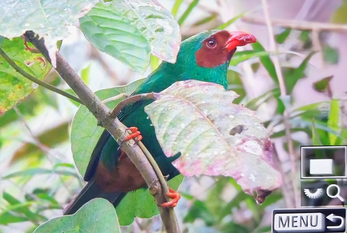 Попугаевая танагра - ML652286007