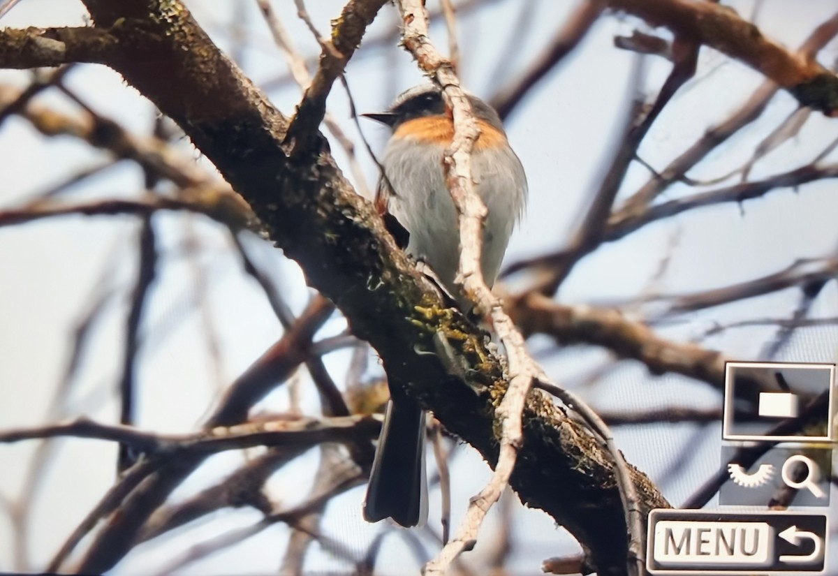 Рыжегрудая тираннита - ML652286046