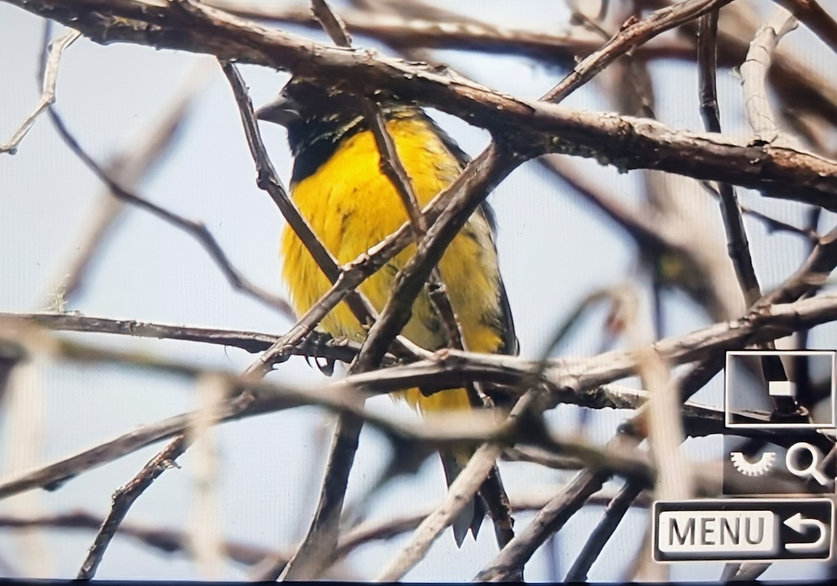 Желтобрюхий чиж - ML652286068