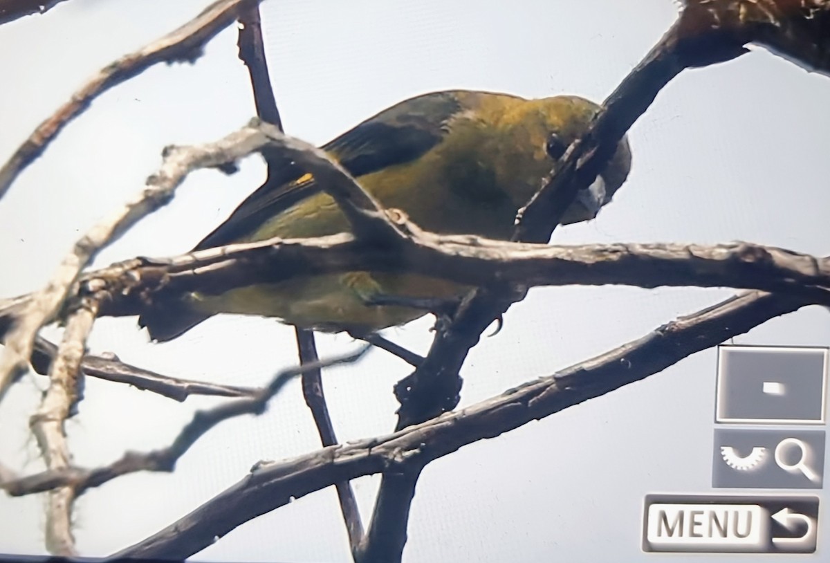 Желтобрюхий чиж - ML652286079