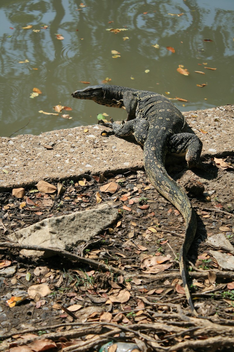 動物界 - ML652286105