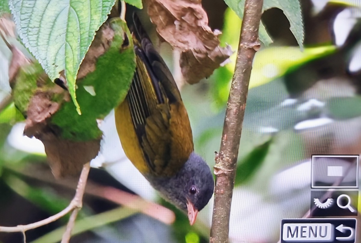 Pink-billed Cnemoscopus - ML652286134